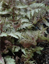 Red Beauty Painted Fern (Athyrium nipponicum 'Red Beauty') at Golden Acre Home & Garden
