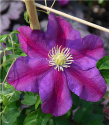 Sunset Clematis (Clematis 'Sunset') at Golden Acre Home & Garden