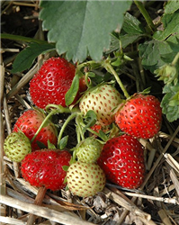 Everbearing Strawberry (Fragaria 'Everbearing') at Golden Acre Home & Garden