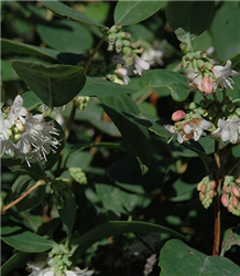 Snowberry (Symphoricarpos albus) at Golden Acre Home & Garden