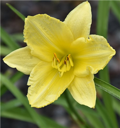 Happy Ever Appster Big Time Happy Daylily (Hemerocallis 'Big Time Happy') at Golden Acre Home & Garden
