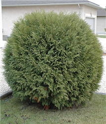 Woodwardii Arborvitae (Thuja occidentalis 'Woodwardii') at Golden Acre Home & Garden