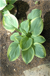 Robert Frost Hosta (Hosta 'Robert Frost') at Golden Acre Home & Garden