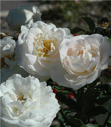 Snowdrift Rose (Rosa 'BAIrift') at Golden Acre Home & Garden