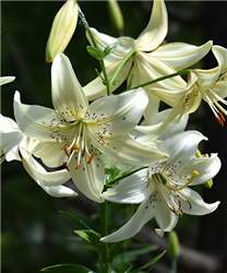 Sweet Surrender Lily (Lilium 'Sweet Surrender') at Golden Acre Home & Garden