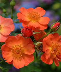 Oso Easy Paprika Rose (Rosa 'ChewMayTime') at Golden Acre Home & Garden