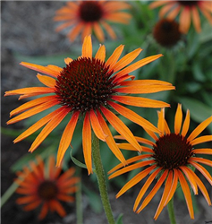 Flame Thrower Coneflower (Echinacea 'Flame Thrower') at Golden Acre Home & Garden