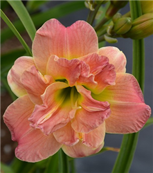 Lacy Doily Daylily (Hemerocallis 'Lacy Doily') at Golden Acre Home & Garden