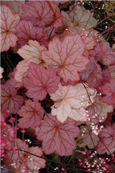 Georgia Peach Coral Bells (Heuchera 'Georgia Peach') at Golden Acre Home & Garden