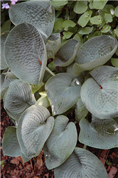 Abiqua Drinking Gourd Hosta (Hosta 'Abiqua Drinking Gourd') at Golden Acre Home & Garden