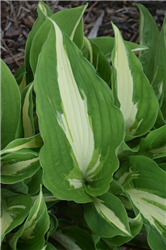 Night Before Christmas Hosta (Hosta 'Night Before Christmas') at Golden Acre Home & Garden