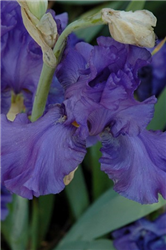 Breakers Iris (Iris 'Breakers') at Golden Acre Home & Garden