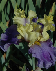 Edith Wolford Iris (Iris 'Edith Wolford') at Golden Acre Home & Garden