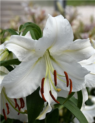 Casa Blanca Lily (Lilium 'Casa Blanca') at Golden Acre Home & Garden