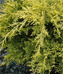 Golden Joy Juniper (Juniperus x media 'Golden Joy') at Golden Acre Home & Garden