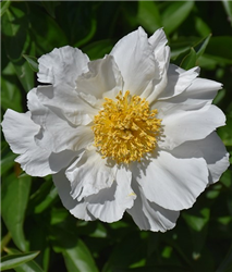 Krinkled White Peony (Paeonia 'Krinkled White') at Golden Acre Home & Garden