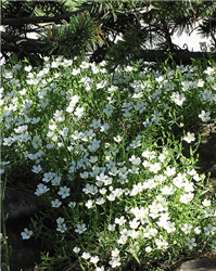 Mountain Sandwort (Arenaria montana) at Golden Acre Home & Garden