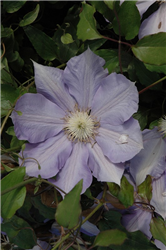 H.F. Young Clematis (Clematis 'H.F. Young') at Golden Acre Home & Garden