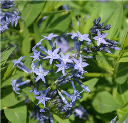 Blue Ice Star Flower (Amsonia tabernaemontana 'Blue Ice') at Golden Acre Home & Garden