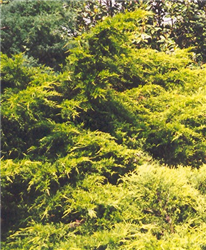 Golden Pfitzer Juniper (Juniperus x media 'Pfitzeriana Aurea') at Golden Acre Home & Garden