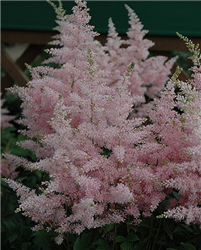 Younique Silvery Pink Astilbe (Astilbe 'Verssilverypink') at Golden Acre Home & Garden