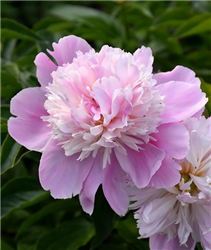 Monsieur Jules Elie Peony (Paeonia 'Monsieur Jules Elie') at Golden Acre Home & Garden