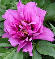 Morning Lilac Peony (Paeonia 'Morning Lilac') at Golden Acre Home & Garden