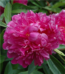 Victoire de la Marne Peony (Paeonia 'Victoire de la Marne') at Golden Acre Home & Garden