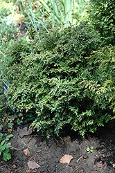 Forsteck Falsecypress (Chamaecyparis lawsoniana 'Forsteckensis') at A Very Successful Garden Center