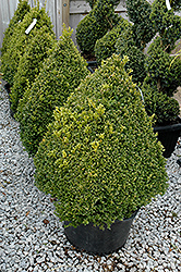 Green Mountain Boxwood (pyramid form) (Buxus 'Green Mountain (pyramid)') at The Mustard Seed